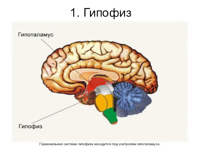 1. Гипофиз