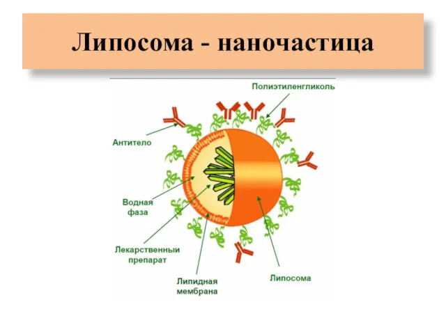 Липосома - наночастица