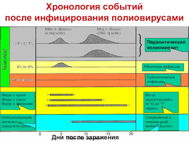 Хронология событий после инфицирования полиовирусами Дни после заражения Вирус в