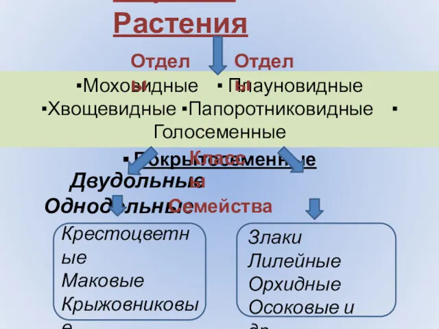 Царство Растения Двудольные Однодольные ▪Моховидные ▪ Плауновидные ▪Хвощевидные ▪Папоротниковидные ▪