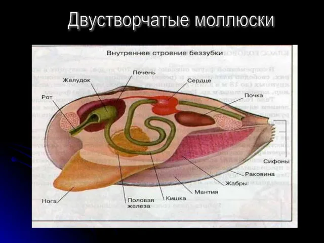 Двустворчатые моллюски