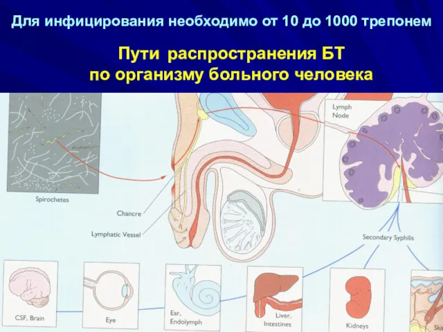 Для инфицирования необходимо от 10 до 1000 трепонем Пути распространения БТ по организму больного человека