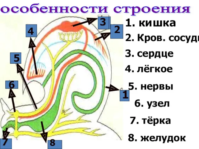 особенности строения 6 1 2 3 4 5 7 8