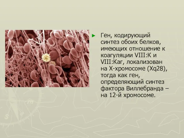 Ген, кодирующий синтез обоих белков, имеющих отношение к коагуляции VIII:К