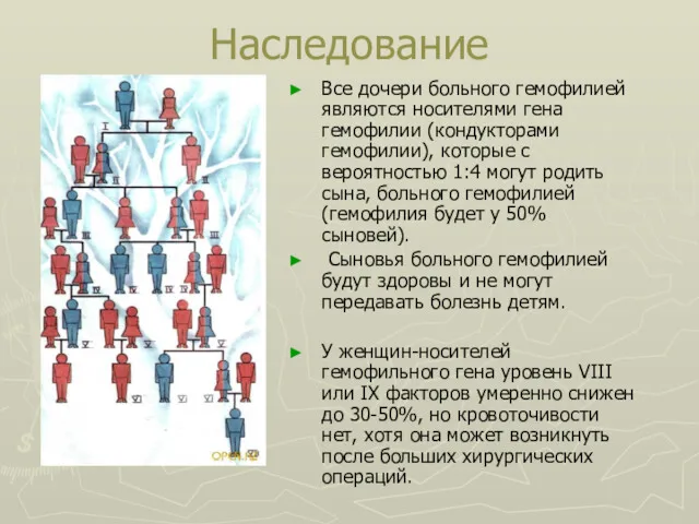 Наследование Все дочери больного гемофилией являются носителями гена гемофилии (кондукторами