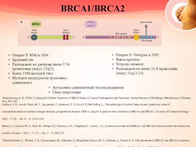 BRCA1/BRCA2 Открыт Y. Miki в 1994 Крупный ген Расположен на длинном плече 17-й