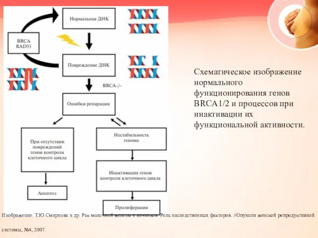 Схематическое изображение нормального функционирования генов BRCA1/2 и процессов при инактивации их функциональной активности.