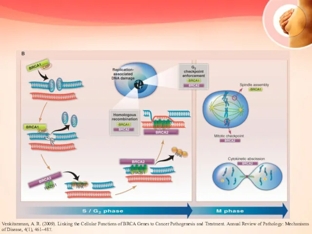 Venkitaraman, A. R. (2009). Linking the Cellular Functions of BRCA Genes to Cancer