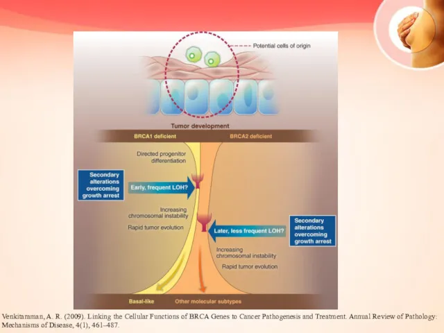 Venkitaraman, A. R. (2009). Linking the Cellular Functions of BRCA Genes to Cancer