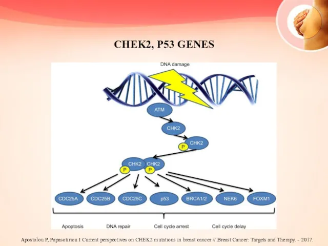 CHEK2, P53 GENES Apostolou P, Papasotiriou I Current perspectives on CHEK2 mutations in