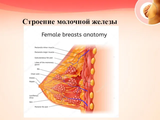 Строение молочной железы