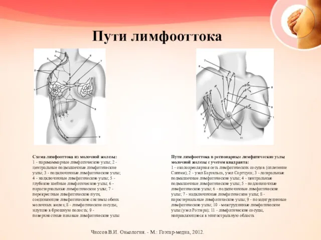 Пути лимфооттока Пути лимфооттока в регионарные лимфатические узлы молочной железы с учетом квадранта: