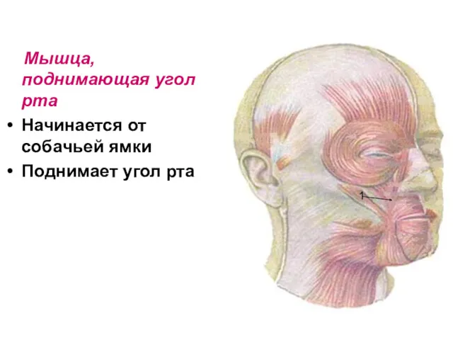 Мышца, поднимающая угол рта Начинается от собачьей ямки Поднимает угол рта 1