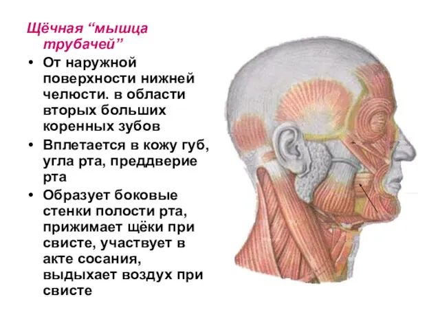 Щёчная “мышца трубачей” От наружной поверхности нижней челюсти. в области