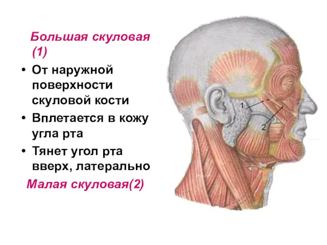 Большая скуловая(1) От наружной поверхности скуловой кости Вплетается в кожу