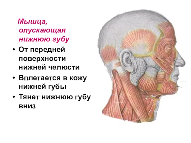 Мышца, опускающая нижнюю губу От передней поверхности нижней челюсти Вплетается