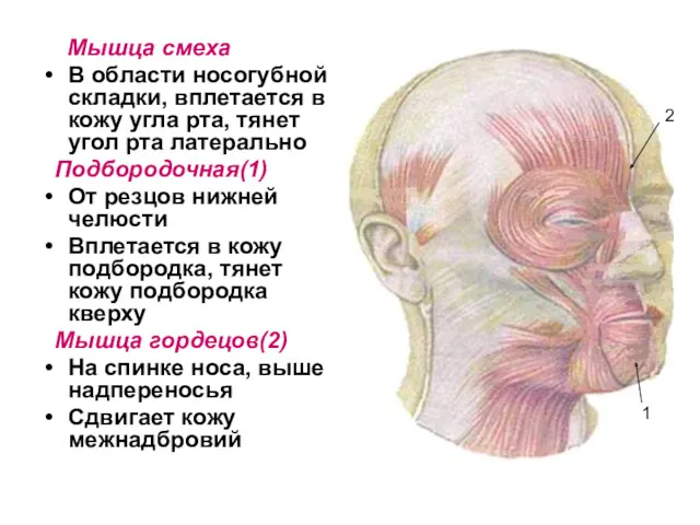 Мышца смеха В области носогубной складки, вплетается в кожу угла