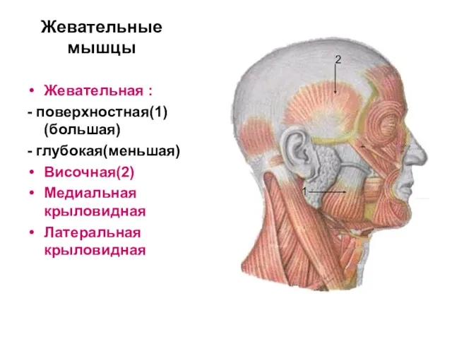 Жевательные мышцы Жевательная : - поверхностная(1) (большая) - глубокая(меньшая) Височная(2) Медиальная крыловидная Латеральная крыловидная 1 2