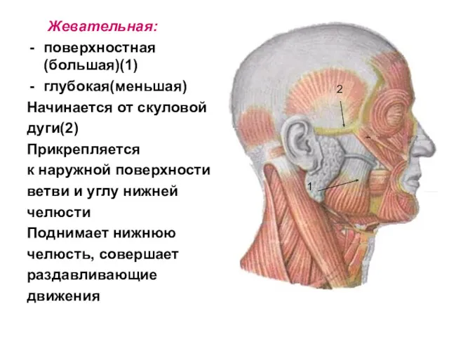 Жевательная: поверхностная (большая)(1) глубокая(меньшая) Начинается от скуловой дуги(2) Прикрепляется к