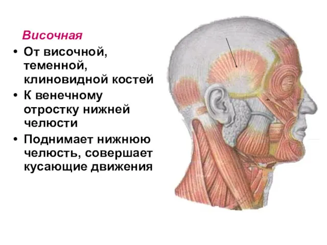 Височная От височной, теменной, клиновидной костей К венечному отростку нижней