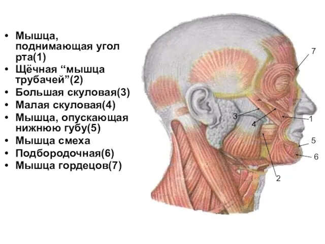 Мышца, поднимающая угол рта(1) Щёчная “мышца трубачей”(2) Большая скуловая(3) Малая