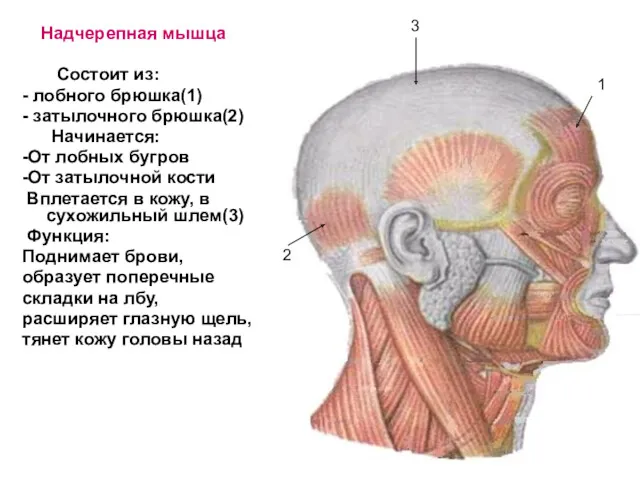 Надчерепная мышца Состоит из: - лобного брюшка(1) - затылочного брюшка(2)