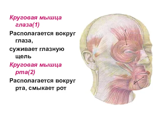 Круговая мышца глаза(1) Располагается вокруг глаза, суживает глазную щель Круговая