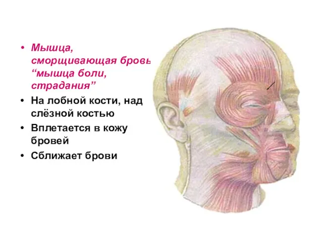 Мышца, сморщивающая бровь“мышца боли, страдания” На лобной кости, над слёзной