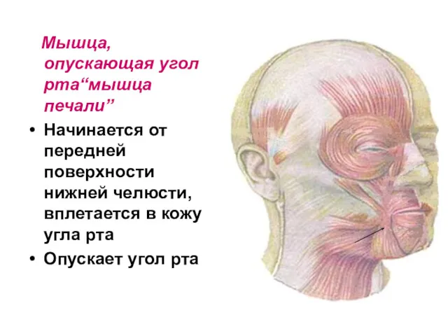 Мышца, опускающая угол рта“мышца печали” Начинается от передней поверхности нижней