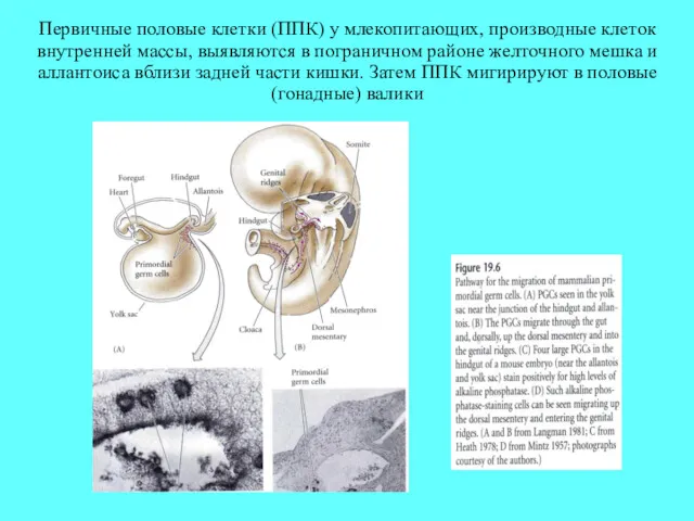 Первичные половые клетки (ППК) у млекопитающих, производные клеток внутренней массы,