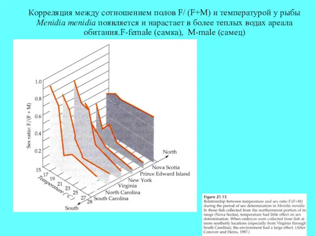 Корреляция между сотношением полов F/ (F+M) и температурой у рыбы