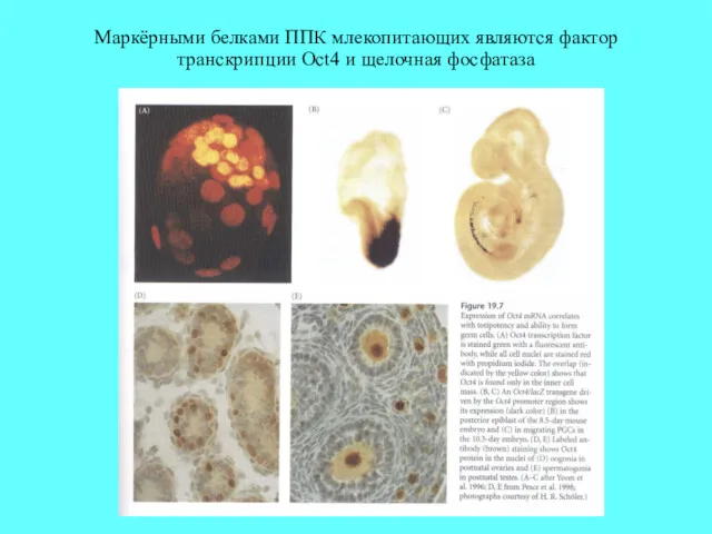 Маркёрными белками ППК млекопитающих являются фактор транскрипции Oct4 и щелочная фосфатаза
