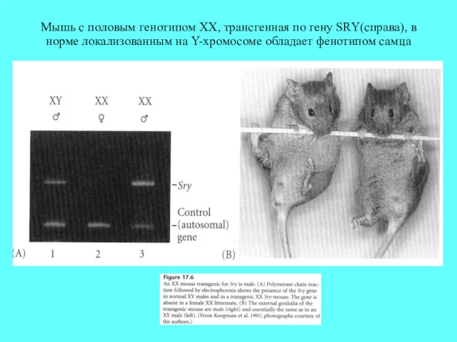 Мышь с половым генотипом XX, трансгенная по гену SRY(справа), в