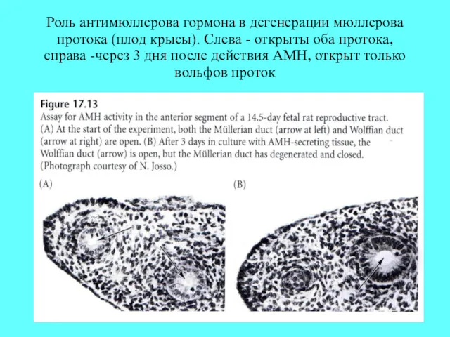 Роль антимюллерова гормона в дегенерации мюллерова протока (плод крысы). Слева