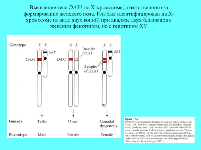 Выявление гена DAX1 на X-хромосоме, ответственного за формирование женского пола.