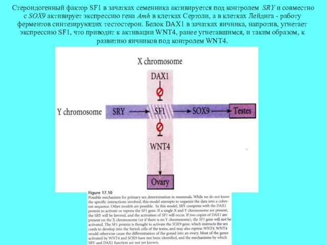 Стероидогенный фактор SF1 в зачатках семенника активируется под контролем SRY