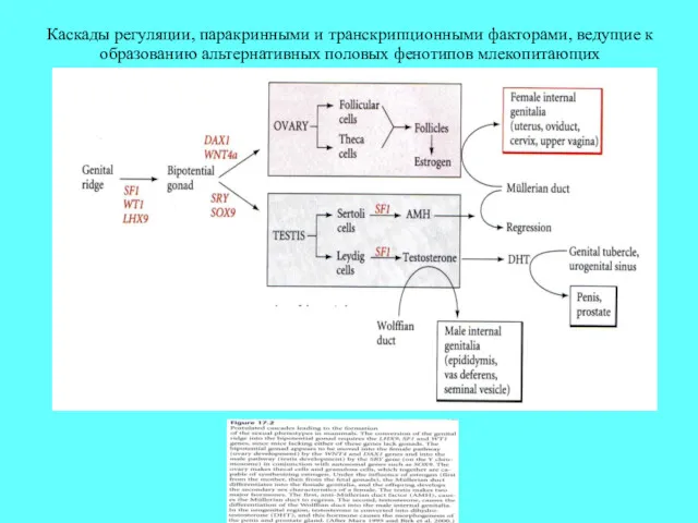 Каскады регуляции, паракринными и транскрипционными факторами, ведущие к образованию альтернативных половых фенотипов млекопитающих