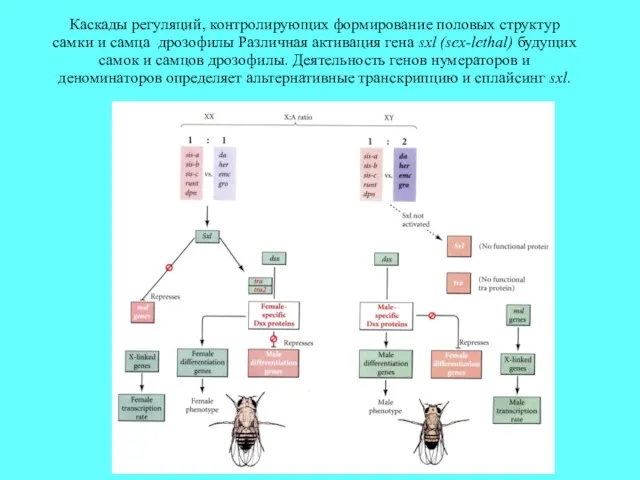 Каскады регуляций, контролирующих формирование половых структур самки и самца дрозофилы