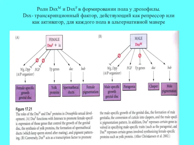 Роли DsxM и DsxF в формировании пола у дрозофилы. Dsx-