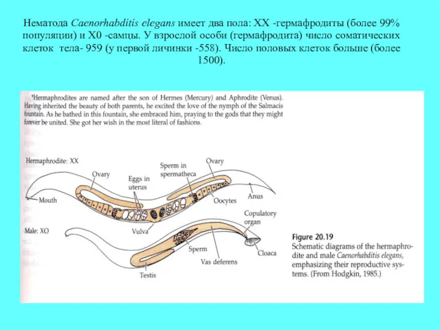 Нематода Caenorhabditis elegans имеет два пола: XX -гермафродиты (более 99%