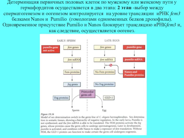 Детерминация первичных половых клеток по мужскому или женскому пути у