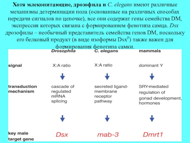 Хотя млекопитающие, дрозофила и C. elegans имеют различные механизмы детерминации