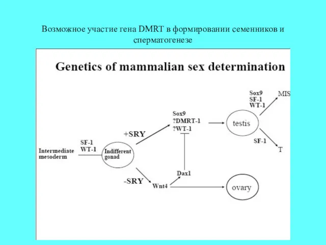 Возможное участие гена DMRT в формировании семенников и сперматогенезе