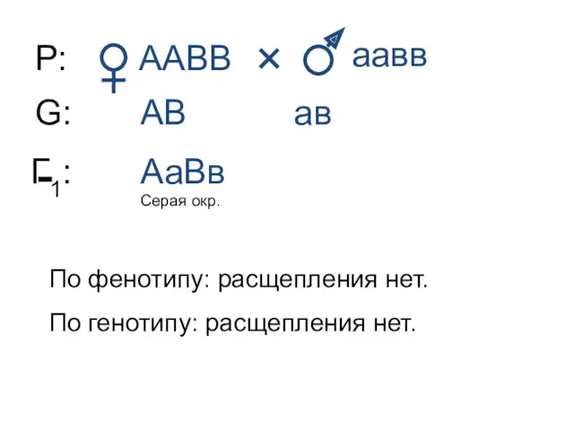 Р: ААВВ аавв G: АВ ав Г1: АаВв Серая окр.