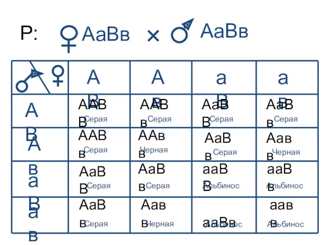 Р: АаВв АВ Ав аВ ав АВ Ав аВ ав