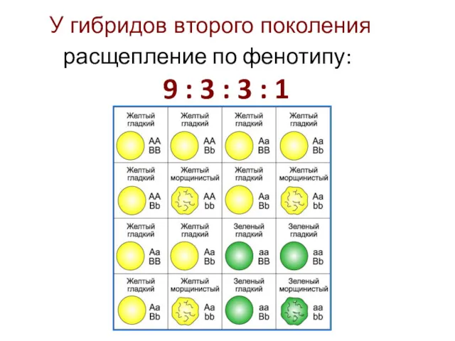 расщепление по фенотипу: 9 : 3 : 3 : 1 У гибридов второго поколения