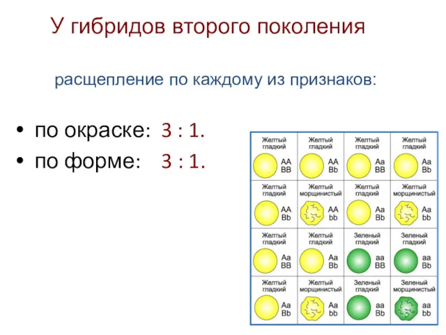 по окраске: 3 : 1. по форме: 3 : 1.