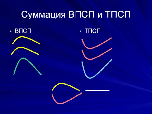 Суммация ВПСП и ТПСП ВПСП ТПСП