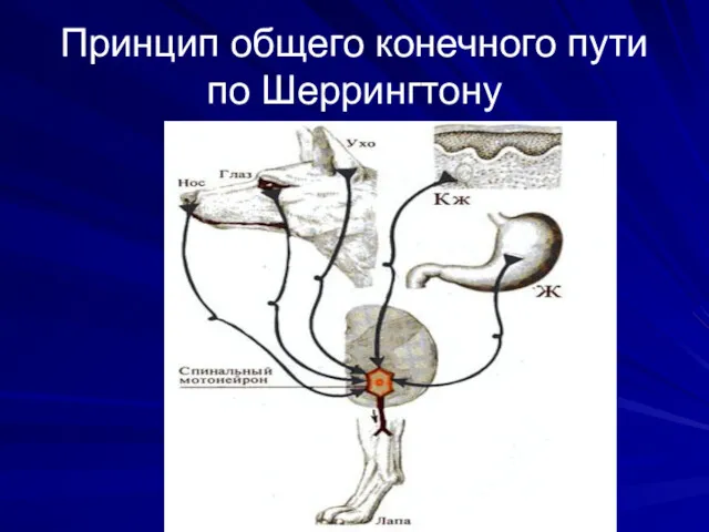 Принцип общего конечного пути по Шеррингтону