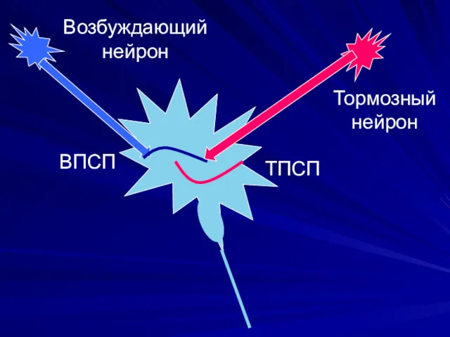 ВПСП ТПСП Возбуждающий нейрон Тормозный нейрон